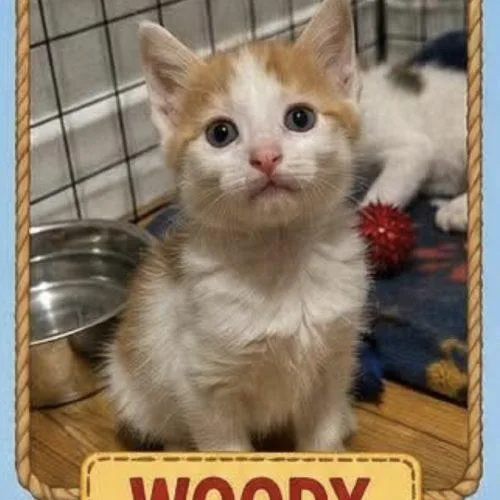Woody thumbnail 4