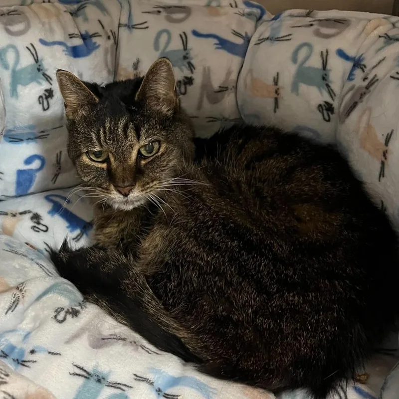 A senior medium-sized female Brown / Chocolate Domestic Short Hair cat named Portia for adoption in Perkiomenville, PA