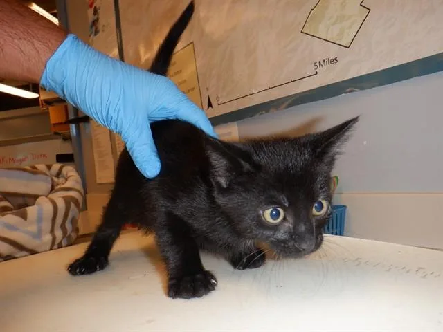 A baby small-sized male Domestic Short Hair cat named Alvin for adoption in San Jose, CA