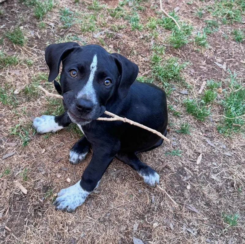 A baby medium-sized female Black American Staffordshire Terrier dog named Moana for adoption in Salem, NH