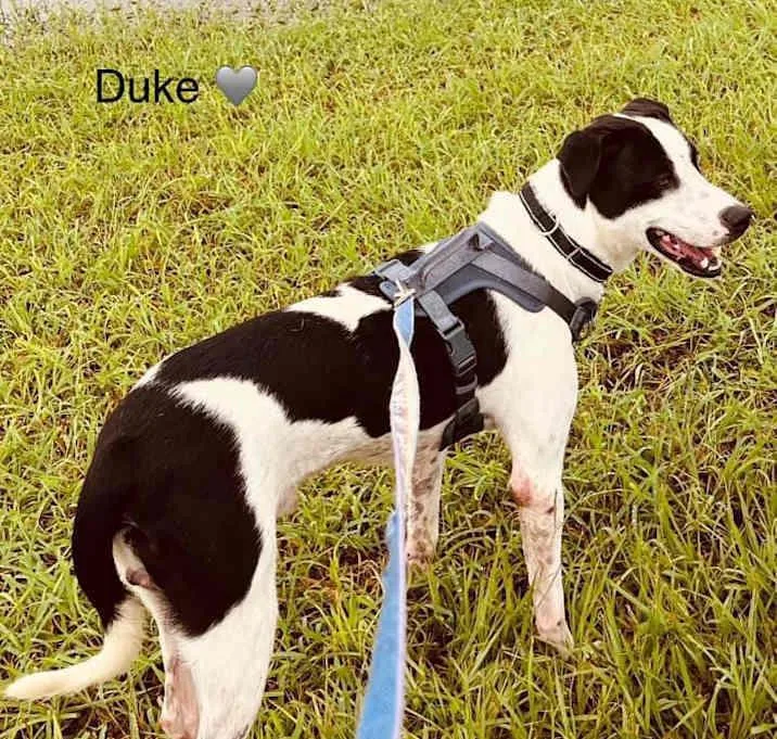 An adult large-sized male Tricolor (Brown, Black, & White) Great Dane dog named Duke for adoption in Inez, TX
