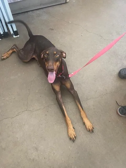 A young large-sized female Doberman Pinscher dog named Charlotte for adoption in Dallas, TX