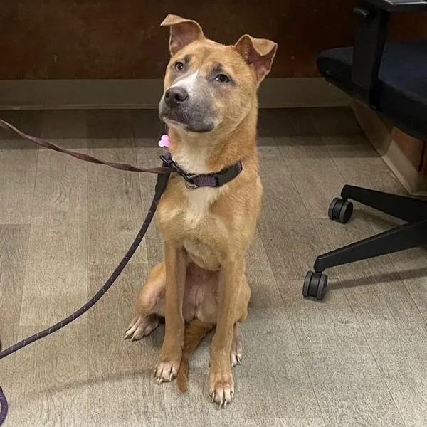 A young medium-sized female Pit Bull Terrier dog named Iris for adoption in San Diego, CA