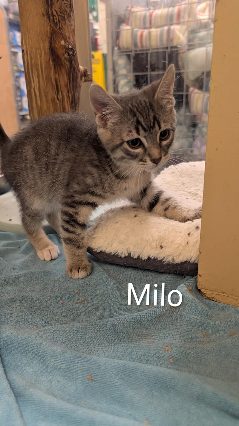 A baby medium-sized male Tabby (Gray / Blue / Silver) Domestic Short Hair cat named Milo for adoption in Missoula, MT