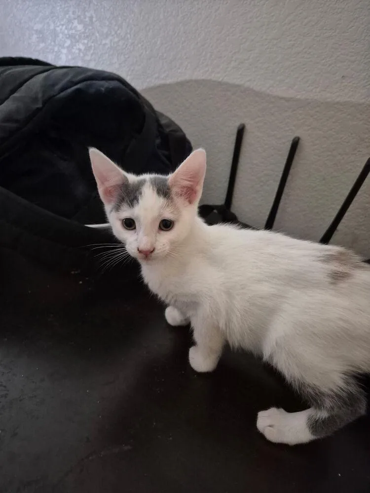 A baby small-sized female Gray & White Domestic Short Hair cat named Olive for adoption in Lancaster, CA