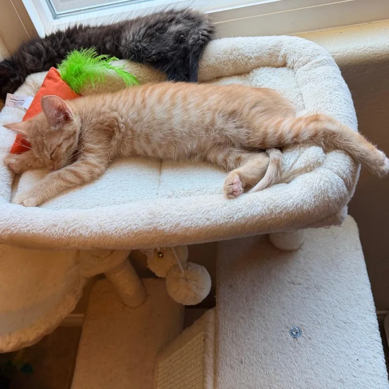 A baby small-sized female Orange / Red Domestic Short Hair cat named Mandarin for adoption in Las Vegas, NV