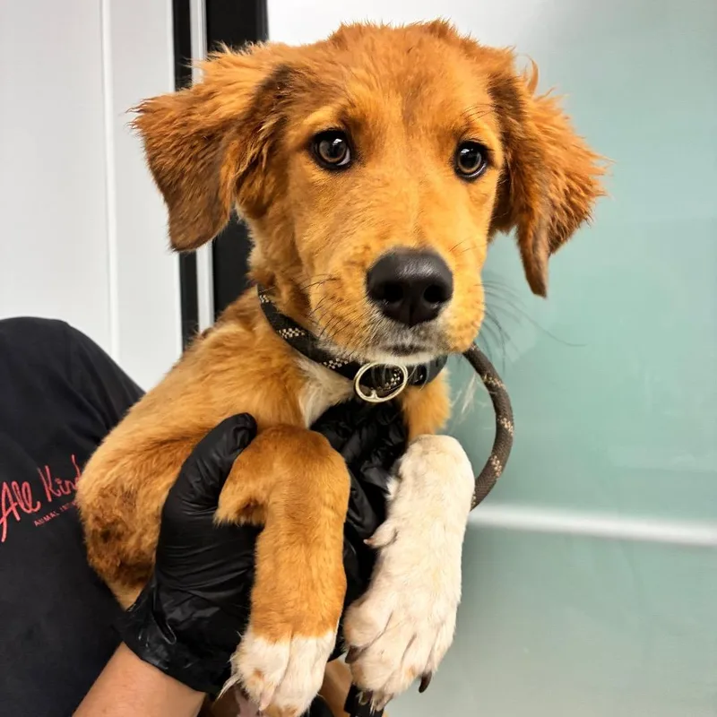 A young medium-sized male Yellow / Tan / Blond / Fawn Golden Retriever dog named Banjo for adoption in Abilene, TX