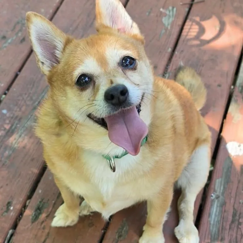 Dingo