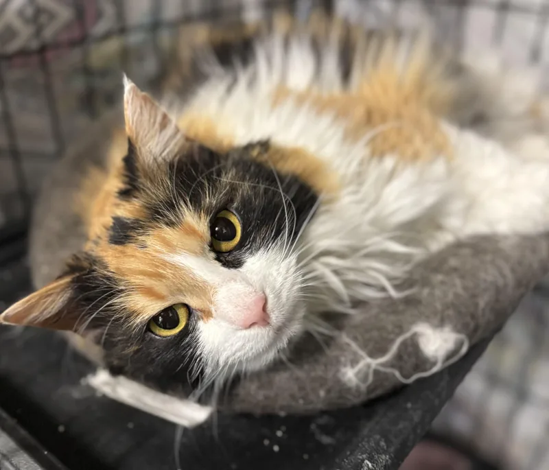 An adult medium-sized female Calico Domestic Long Hair cat named Magdalena for adoption in Richland Center, WI