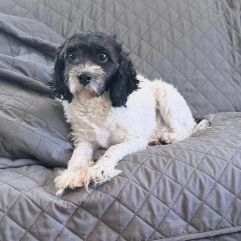 An adult small-sized female Tricolor (Brown, Black, & White) Poodle dog named Tiana for adoption in Cheektowaga, NY