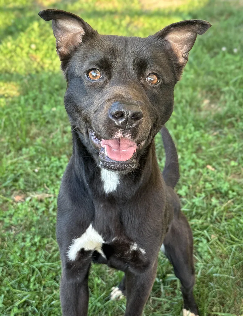 An adult medium-sized female Black Mixed Breed dog named Priscilla for adoption in Anderson, IN