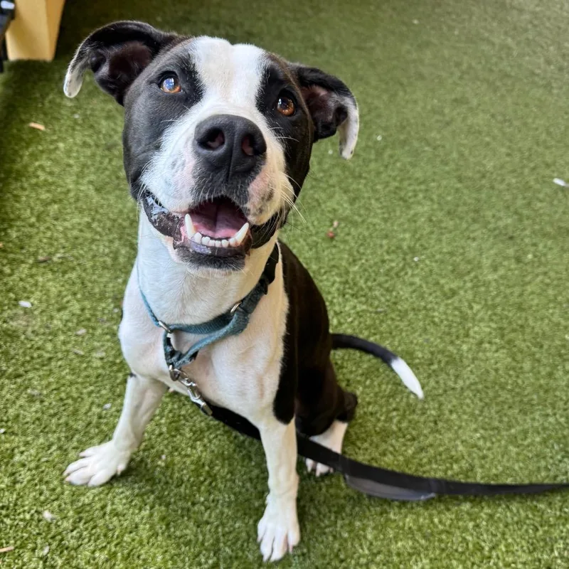 A young medium-sized female Black American Bulldog dog named Ballerina for adoption in West Palm Beach, FL