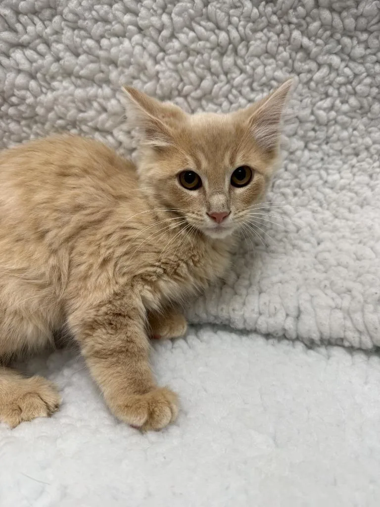 A baby large-sized male Domestic Long Hair cat named Liberty for adoption in Little Elm, TX