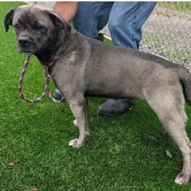 An adult medium-sized female Pug dog named Avie for adoption in Fairfax, VA