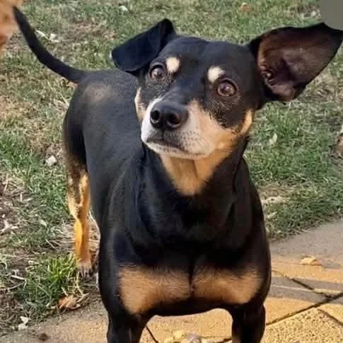 A senior small-sized male Black Chihuahua dog named Rocky for adoption in Matteson, IL