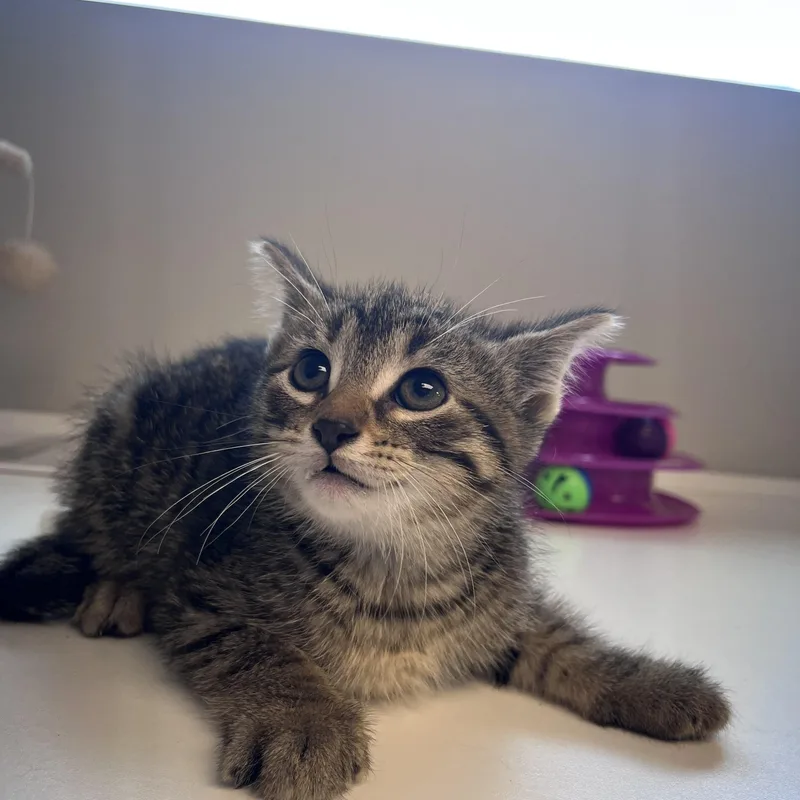 A baby medium-sized male Tabby (Brown / Chocolate) Domestic Short Hair cat named Bruno for adoption in Liberty, MO