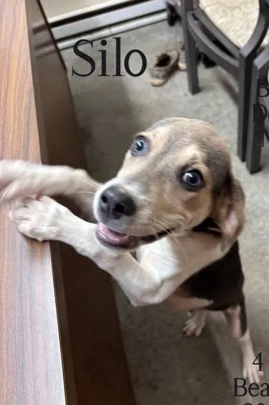 A baby medium-sized male Beagle dog named Silo for adoption in Newport, KY