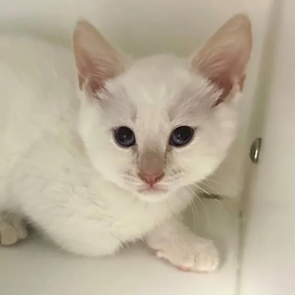A baby small-sized male Domestic Short Hair cat named Sole for adoption in Walnut Creek, CA