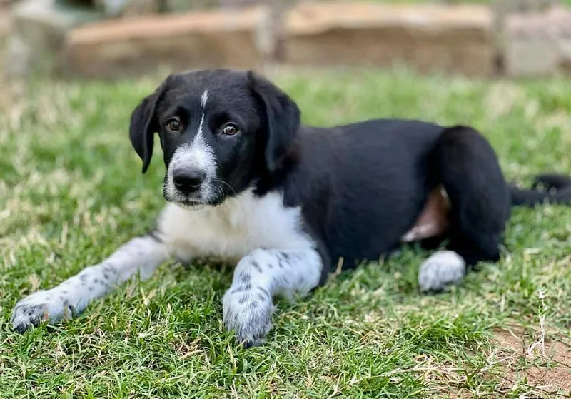 A baby medium-sized male Tricolor (Brown, Black, & White) Border Collie dog named Maverick for adoption in Dallas, TX