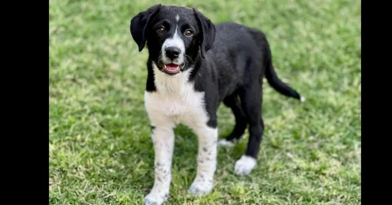 Maverick thumbnail 2