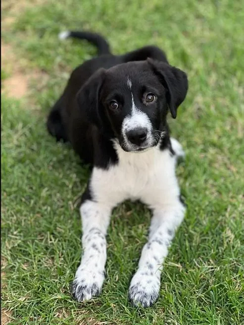 Maverick thumbnail 3