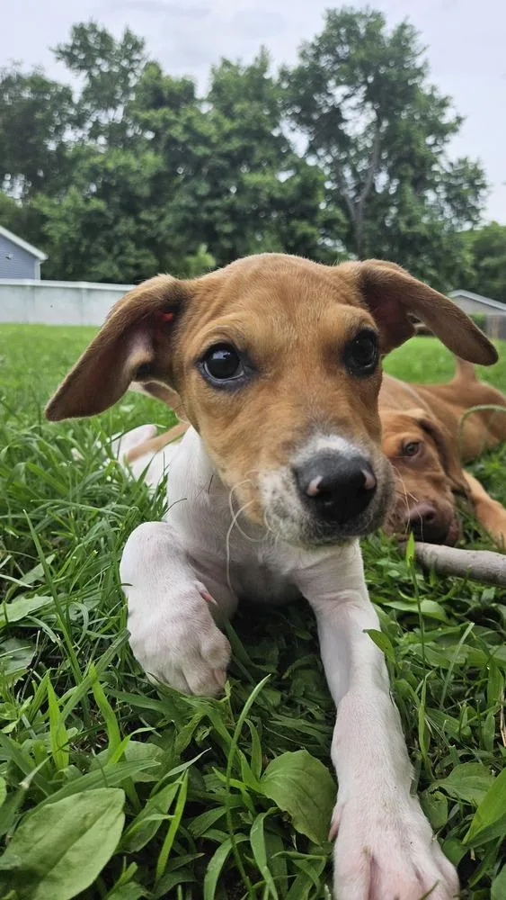 A baby medium-sized female Mixed Breed dog named Darla for adoption in Peoria, IL