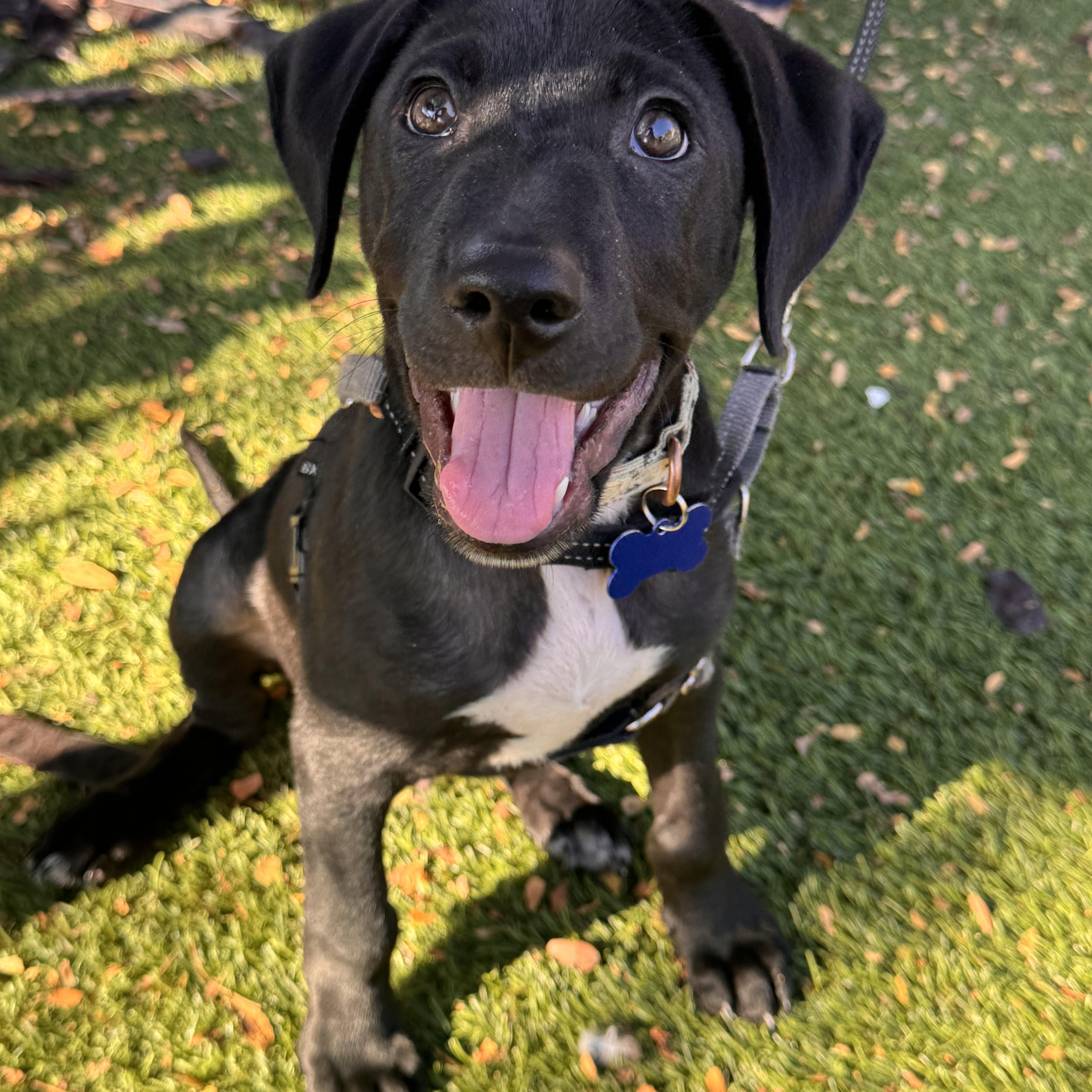 A baby medium-sized male Black Labrador Retriever dog named Sinatra for adoption in Columbia, MO