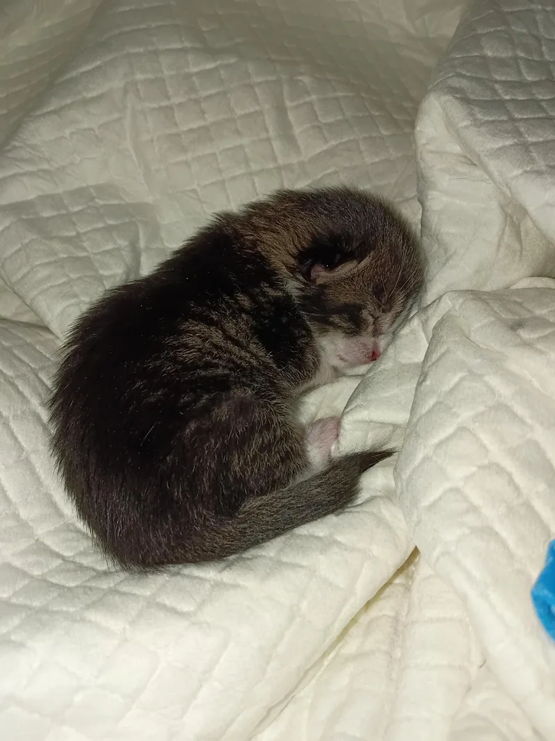 A baby small-sized male Tabby (Buff / Tan / Fawn) Domestic Short Hair cat named Nova for adoption in Fair Oaks, IN