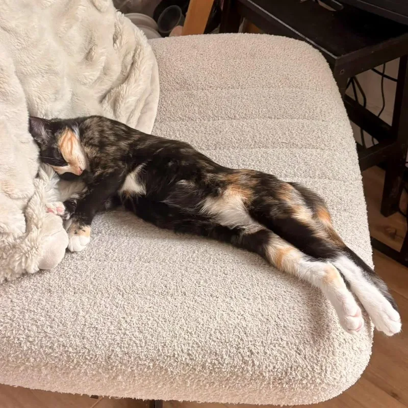 A baby small-sized female Tortoiseshell Domestic Short Hair cat named Zebra for adoption in San Juan Capistrano, CA