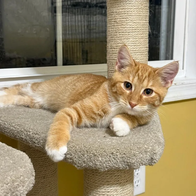 A baby small-sized male Orange / Red Domestic Short Hair cat named Destin Bowers for adoption in Woodstock, VA