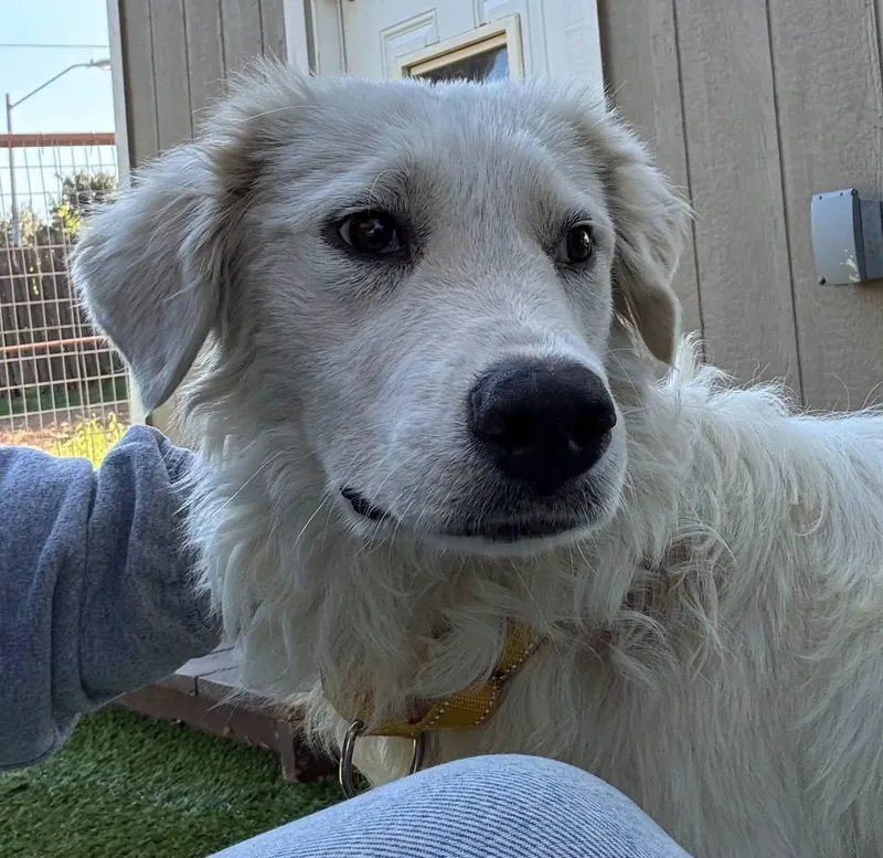 A young large-sized female Great Pyrenees dog named Frances for adoption in Southlake, TX