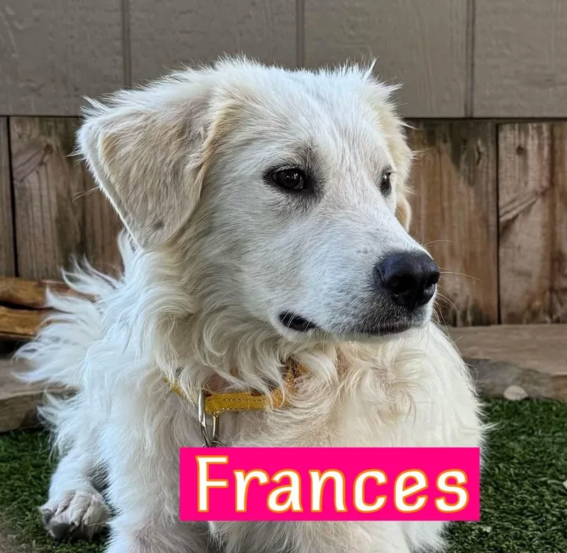 Frances thumbnail 3