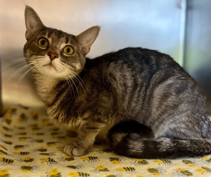 An adult medium-sized female Domestic Short Hair cat named Amora for adoption in Lima, OH