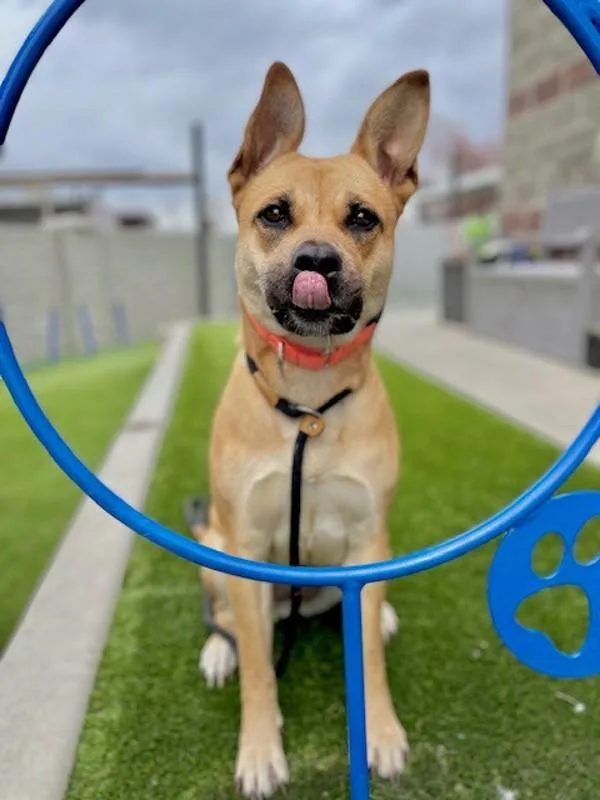An adult medium-sized female Shiba Inu dog named Stephanie for adoption in Salt Lake City, UT