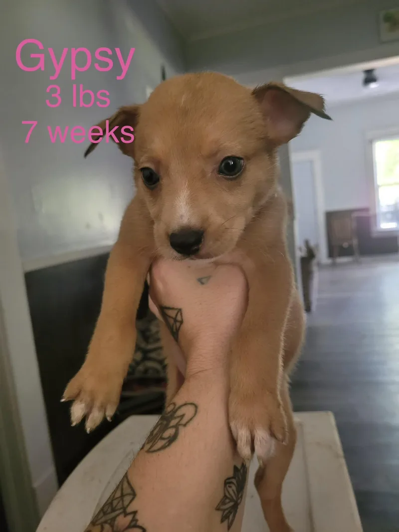 A baby small-sized female Australian Shepherd dog named Gypsy for adoption in Welling, OK