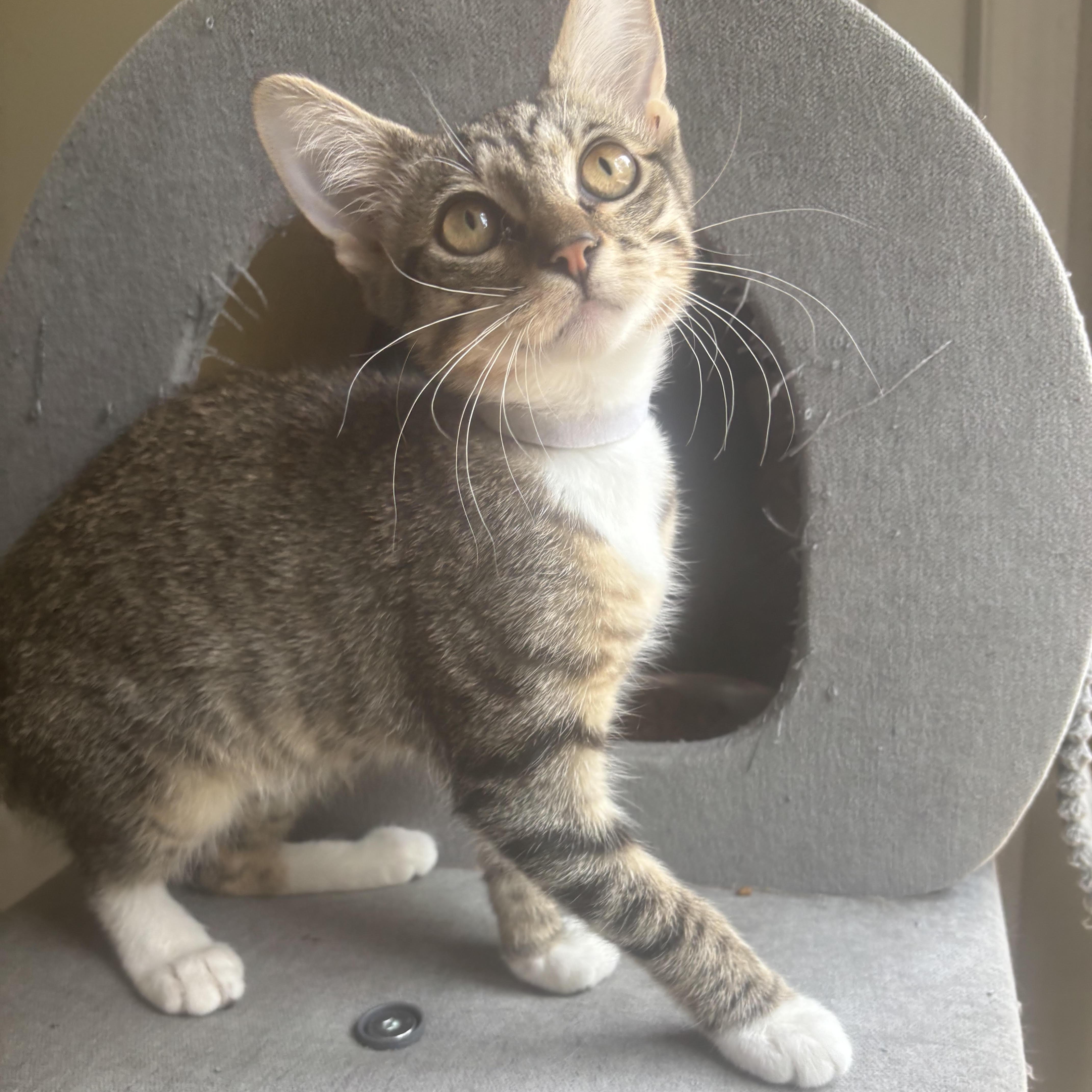 A baby small-sized female Tabby (Brown / Chocolate) Domestic Short Hair cat named Tameron Hall for adoption in Richmond, VA