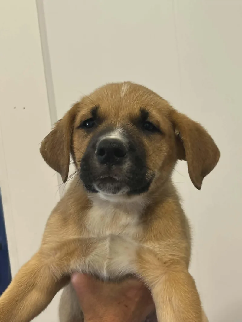 A baby small-sized male Golden Retriever dog named Lobster for adoption in Havertown, PA