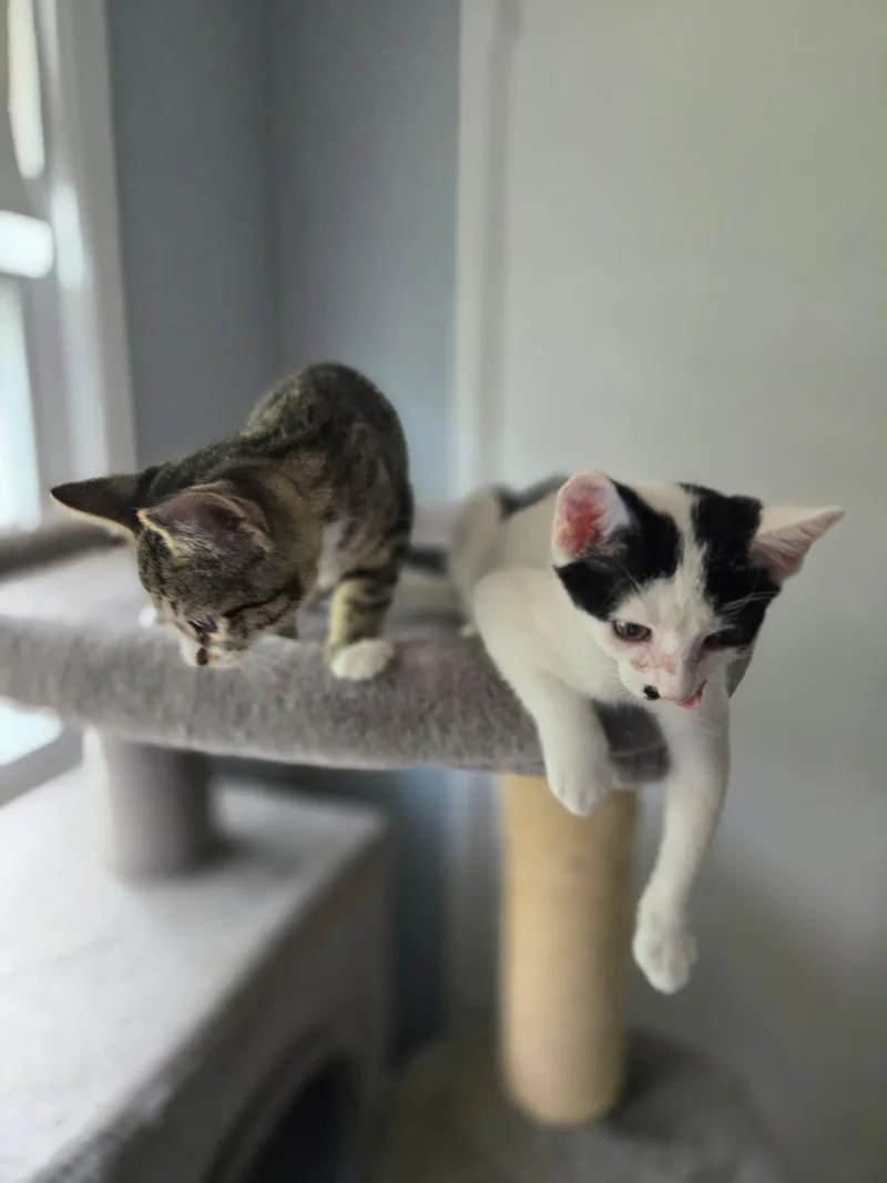 A baby medium-sized female Black & White / Tuxedo Domestic Short Hair cat named Mullica River for adoption in Trenton, NJ