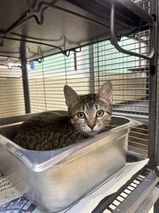 A young small-sized female Domestic Short Hair cat named Bean Dip for adoption in Vero Beach, FL