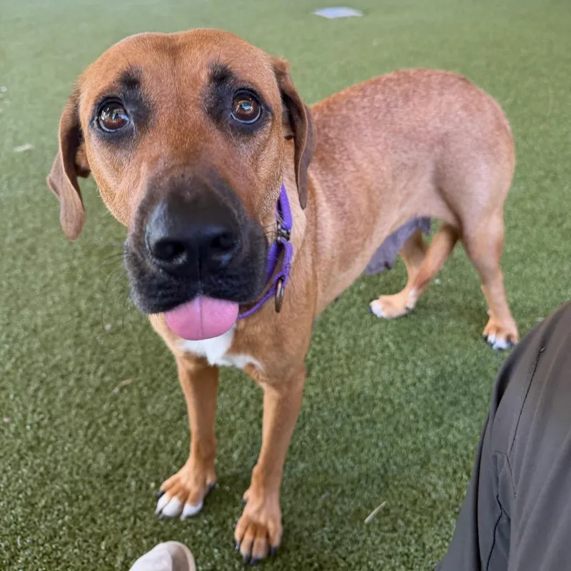 An adult medium-sized female Brown / Chocolate Black Mouth Cur dog named Moon for adoption in West Palm Beach, FL