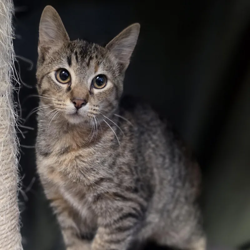 A baby medium-sized female Torbie Domestic Short Hair cat named Caboose for adoption in Lowell, AR