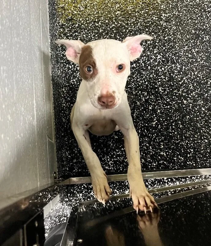 A young medium-sized female White / Cream Pit Bull Terrier dog named Fergie for adoption in Jackson, TN