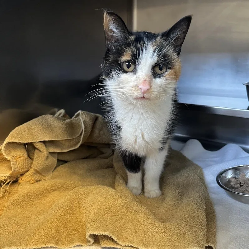An adult medium-sized female Domestic Short Hair cat named Jenna for adoption in Bristol, IN