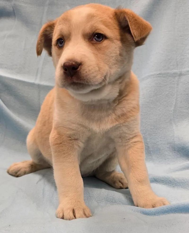 A baby medium-sized female Husky dog named Raya for adoption in Murphysboro, IL