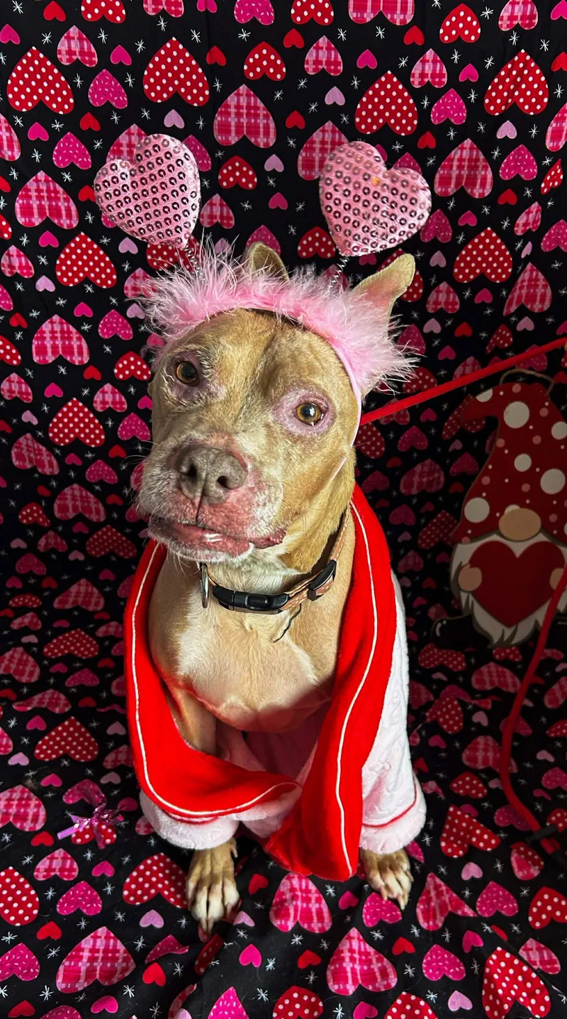 A senior medium-sized female Pit Bull Terrier dog named Baby Girl for adoption in Germantown, OH