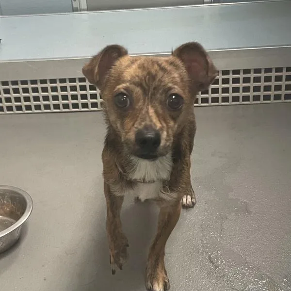 An adult small-sized male Chihuahua dog named Ace for adoption in Des Moines, IA