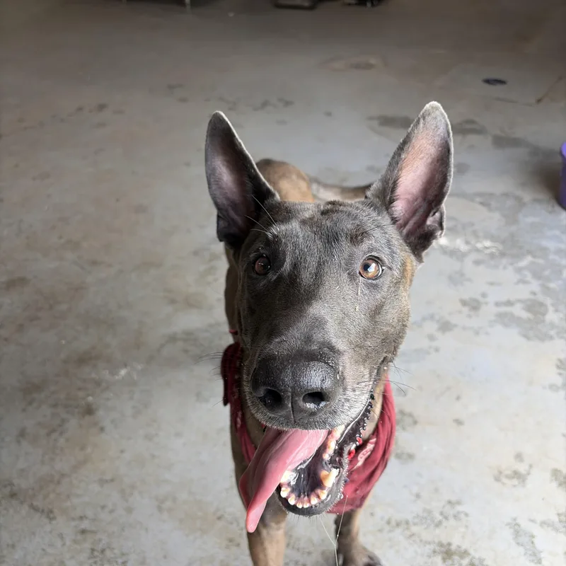 An adult large-sized male Bicolor Belgian Shepherd / Malinois dog named Johnny for adoption in Cranston, RI