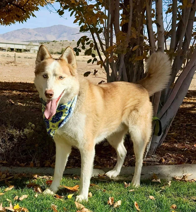 A senior large-sized male Golden Husky dog named Alpine for adoption in Gardnerville, NV