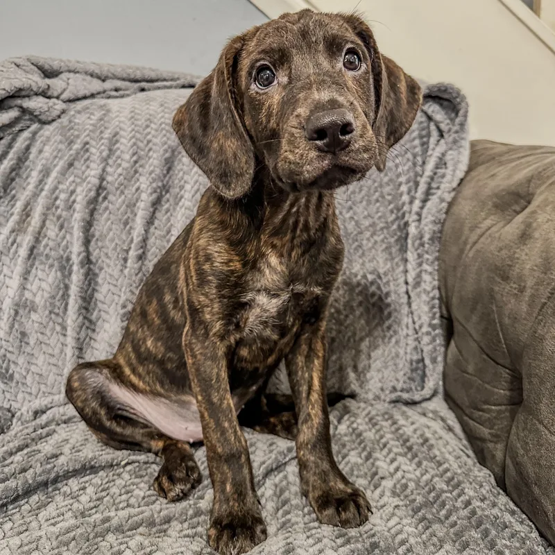 A baby large-sized male Brindle Plott Hound dog named Duke for adoption in Charleston , WV