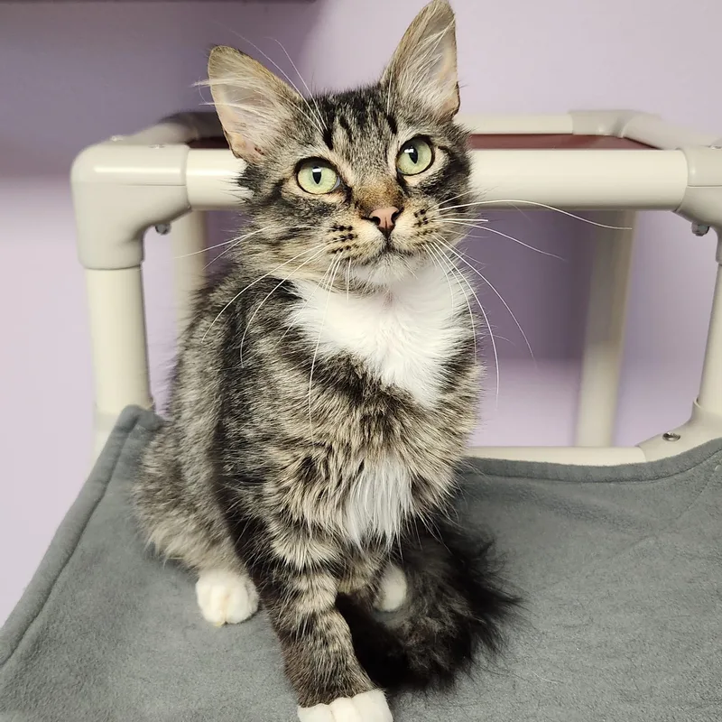 A young medium-sized male Tabby (Brown / Chocolate) Domestic Medium Hair cat named Ivan for adoption in Marshfield, WI